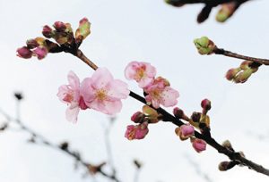 開花が始まった河津桜＝小松市の木場潟公園南園地で