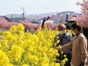 菜の花、桜、こいのぼりの競演で彩られている免々田川沿い＝田原市福江町で
