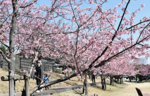 鮮やかなピンク色の花を咲かせる河津桜＝度会町大野木の宮リバー度会パークで