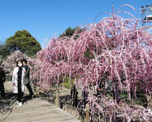 ピンクのしだれ梅を楽しむ人たち＝桑名市長島町駒江のなばなの里で
