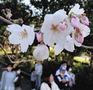 浜松城公園で花を付け始めたソメイヨシノ＝１９日、浜松市中区で（田中利弥撮影）