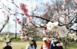 １本の木に紅白の花が咲いた梅＝小松市木場潟公園で