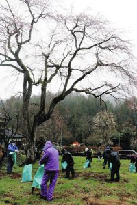 千恵子桜の周りに堆肥をまく参加者たち＝小松市松岡町で