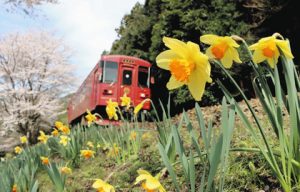 線路脇に咲くスイセン。長良川鉄道や桜との競演が楽しめる＝美濃市曽代で