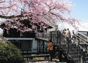 架け替えられ、新しくなった館正面の桟橋。百楽桜も満開に近づいた＝いずれも安曇野市の田淵行男記念館で