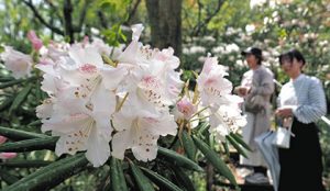 かれんな花を咲かせた日本シャクナゲ＝魚津市小川寺の花の森・天神山ガーデンで