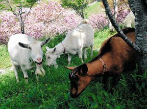 広場のり面で雑草をほおばるヤギたち＝美濃加茂市中部台の「さくら広場」で