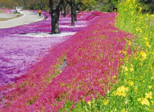 美しく咲きそろったシバザクラ。菜の花が色を添える＝郡上市白鳥町で