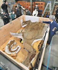 皮膚の痕跡や、ほぼ全身の骨が残っているブラキロフォサウルスのミイラ化石