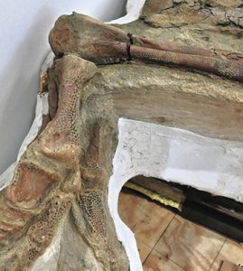 皮膚の痕跡が残るブラキロフォサウルスの実物ミイラ化石＝いずれも福井市重立町の日本通運福井支店で