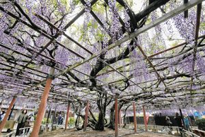 淡い紫の花房が垂れる藤棚＝亀山市住山町の太巌寺で