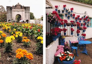 （左）サンタクルス通りの入り口で来場者を出迎える花畑　（右）ブーゲンビリアの鉢で飾られた一角もある