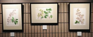 越の花俱楽部のボタニカルアート作品＝いずれも高岡市万葉歴史館で