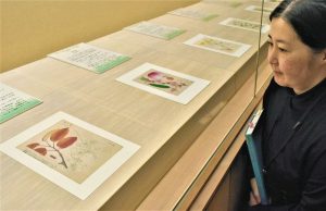 万葉植物図譜のために牧野富太郎が用意していた複製原画。手前が牧野が描いたナシの葉