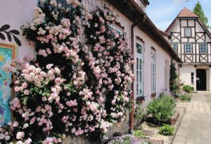 ドイツの農村風の建物の壁面に、ピンクのバラが咲く写真スポット