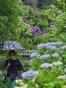 雨にぬれて艶やかに咲き誇るアジサイ＝志摩市の大慈寺で