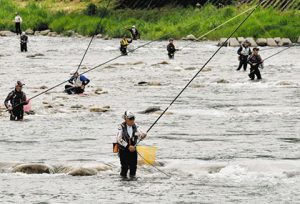 「和良鮎」を追う釣り人＝いずれも郡上市和良町の和良川で