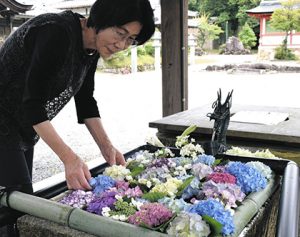 大鳥神社の手水舎をアジサイで飾る増井朋子さん＝甲賀市甲賀町で