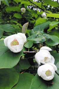 ほのかに甘い香りがするオオヤマレンゲの花＝いずれも上松町の赤沢自然休養林で