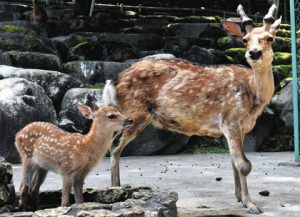 ニホンジカの「トニー」（左）＝岡崎市欠町の東公園動物園で