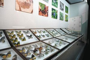 国内外の昆虫の標本が並ぶ展示会場＝いずれもみよし市歴史民俗資料館で