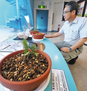 重金属にも耐えられるヘビノネゴザの鉢植え（手前）＝魚津市の魚津埋没林博物館で