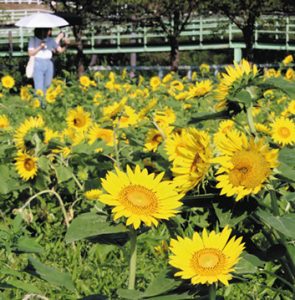 約１万本のヒマワリが咲く庭園＝日野町西大路の滋賀農業公園ブルーメの丘で