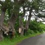 雲昌寺に向かう道中で出会った「夫婦松」何か…ナマハゲの様な…ｗ。樹齢300年秋田県の銘木に指定。