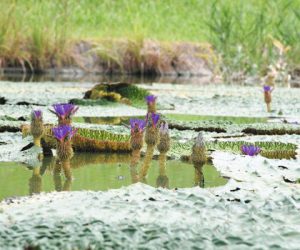 水上に紫色の花を咲かせるオニバス＝海津市海津町福江のアクアワールド水郷パークセンターで