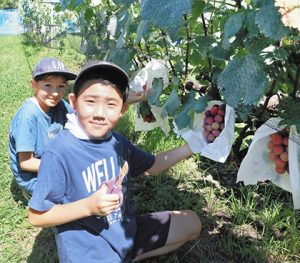 ブドウの収穫を楽しむ来場者たち＝中川村の西原ぶどう園で