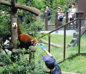 レッサーパンダへの餌やりを眺める親子ら＝豊橋市ののんほいパークで