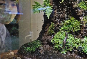 国内希少野生動植物のハクバサンショウウオ＝いずれも魚津市の魚津水族館で