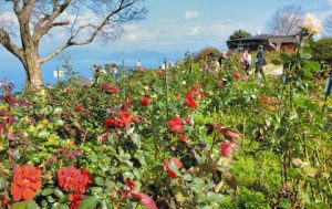 日本海を背に咲き、訪れた人の目を楽しませるバラ＝レインボーライン山頂公園で