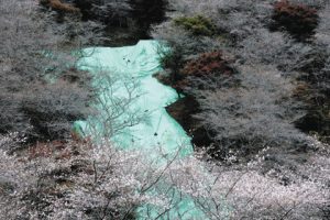 崩壊した川見四季桜の里の一部斜面＝豊田市川見町で