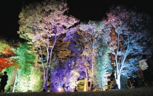 オーロラをイメージしたカラフルな色に染まる金公園の木々＝岐阜市金町で