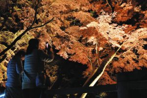 ライトアップされた紅葉を撮影する来園者＝岡崎市欠町の東公園で