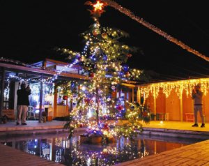 タッチプールのクリスマスツリー＝いずれも尾鷲市古江町のアクアステーションで