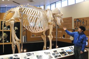 全身骨格になって戻ってきたシャンティと１１年間飼育を担当した山本幸介さん＝静岡市駿河区の日本平動物園で