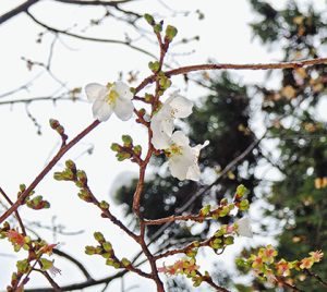 真冬に咲いた桜＝羽咋市の永光寺で
