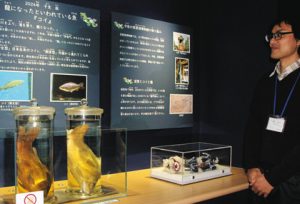 「登竜門」の故事があるコイをテーマにした展示＝草津市の琵琶湖博物館で