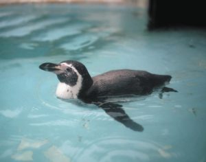 展示が再開されたフンボルトペンギン＝魚津市の魚津水族館で