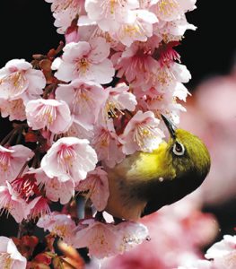 立春を迎え、満開の大知波桜に飛来し蜜を求めるメジロ＝４日、湖西市大知波で