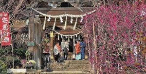 安産祈願に訪れた家族連れを包み込む寒紅梅＝敦賀市の常宮神社で