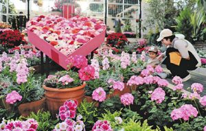 バレンタインをイメージしたピンク色のガーベラなどが彩る花壇