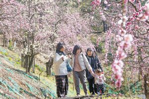 咲き始めた梅の花を楽しむ家族連れ＝犬山市宮山の大縣神社で