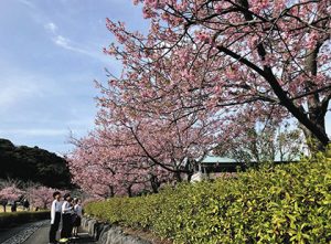 見頃を迎えた早咲き桜＝御前崎市あらさわふる里公園で