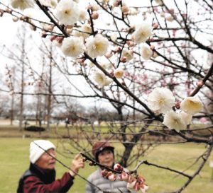 １本の木に紅白の花が咲く梅＝小松市の木場潟公園中央園地で