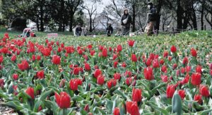 美しい花が咲き始めた「チューリップ祭」の大花壇＝海津市海津町油島の木曽三川公園センターで