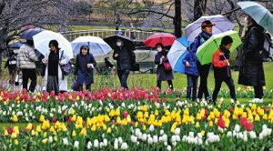 小雨の中で花々を楽しむ来園者＝２４日、浜松市中央区のはままつフラワーパークで（斉藤直純撮影）