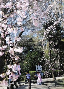 しだれ桜を楽しむ親子連れ＝岡崎市康生町の岡崎公園で